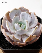 【SUCCULENTSセット 5種】沙羅姫牡丹錦/フレイムマウンテン錦/ジュジュ 他