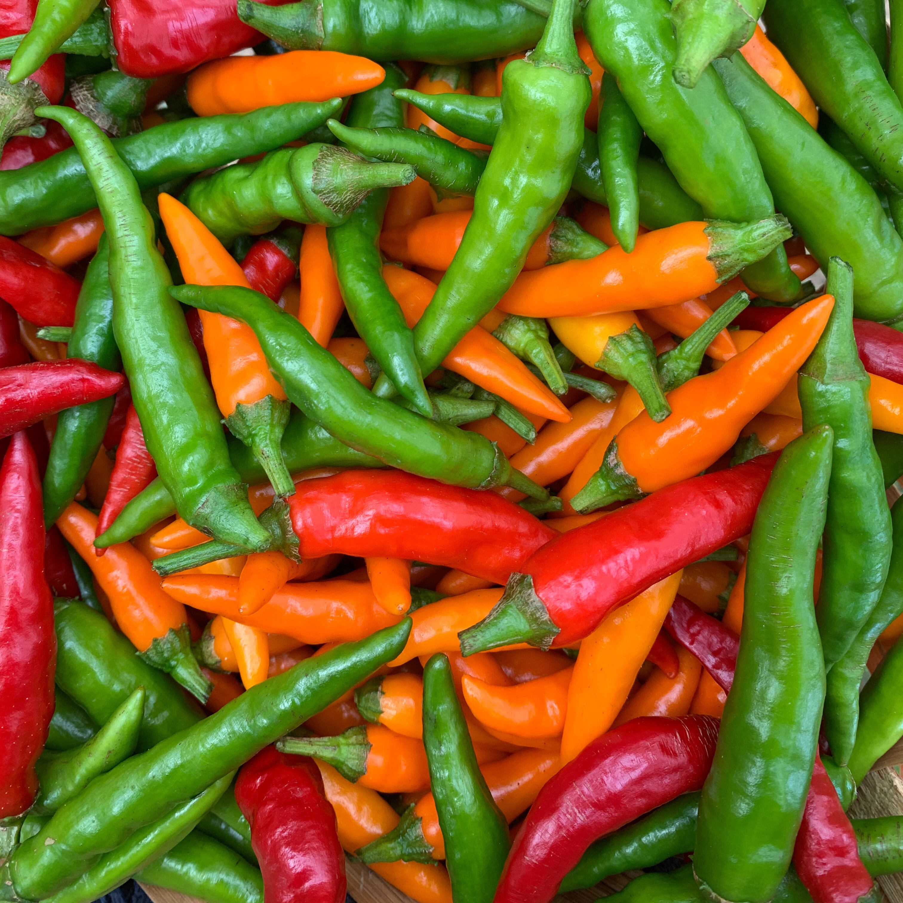 アオトウガラシ 楽天市場】国産青唐辛子〈アオトウガラシ〉1ケース、1200g前後、4