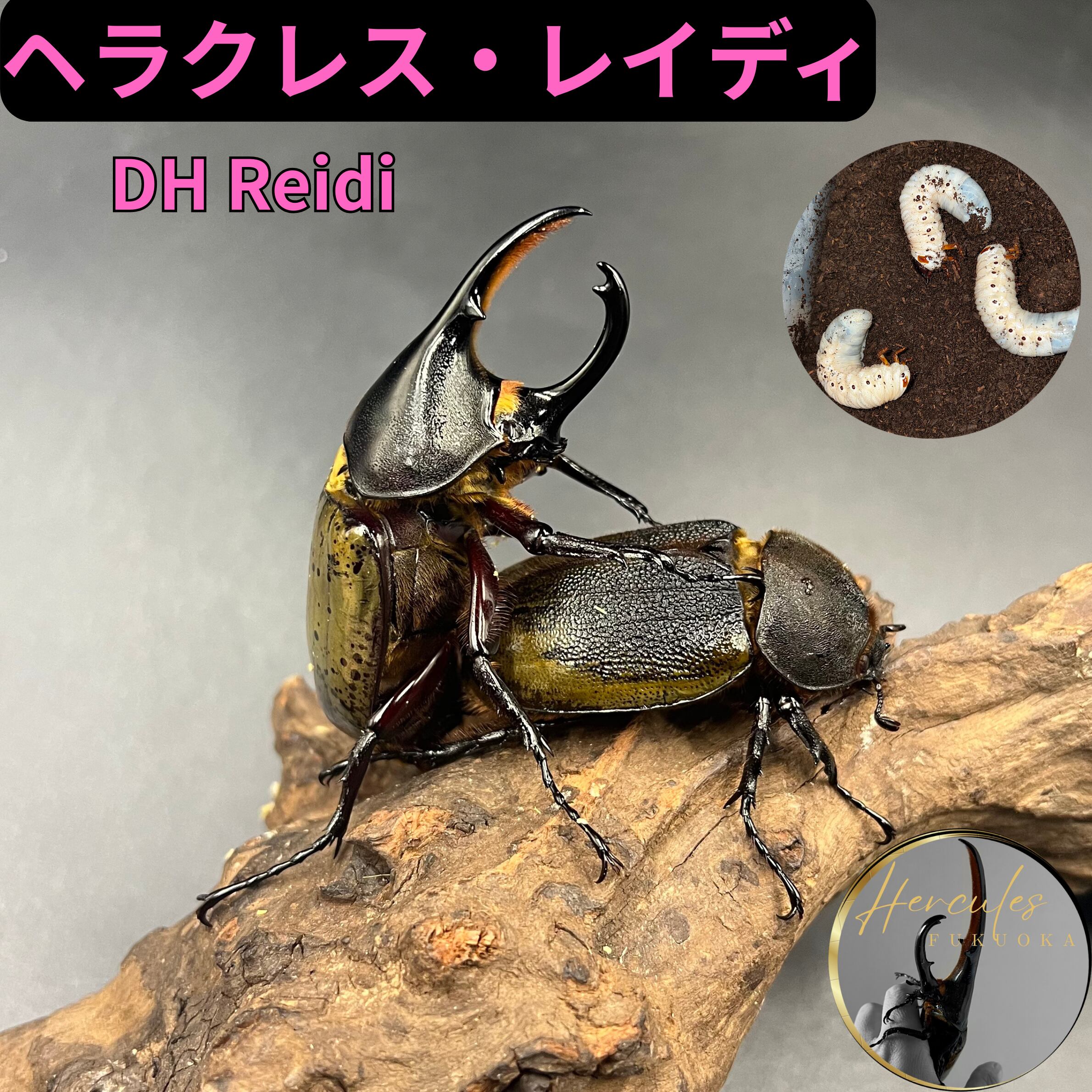 2026年最新Yahoo!オークション -ヘラクレスヘラクレス 血統の中古品