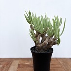 Tylecodon rubrovenosus ﻿【チレコドン・ルブロベノーサス】