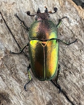 【WD】《パプアキンイロクワガタ アルファック産 Free ♀単》