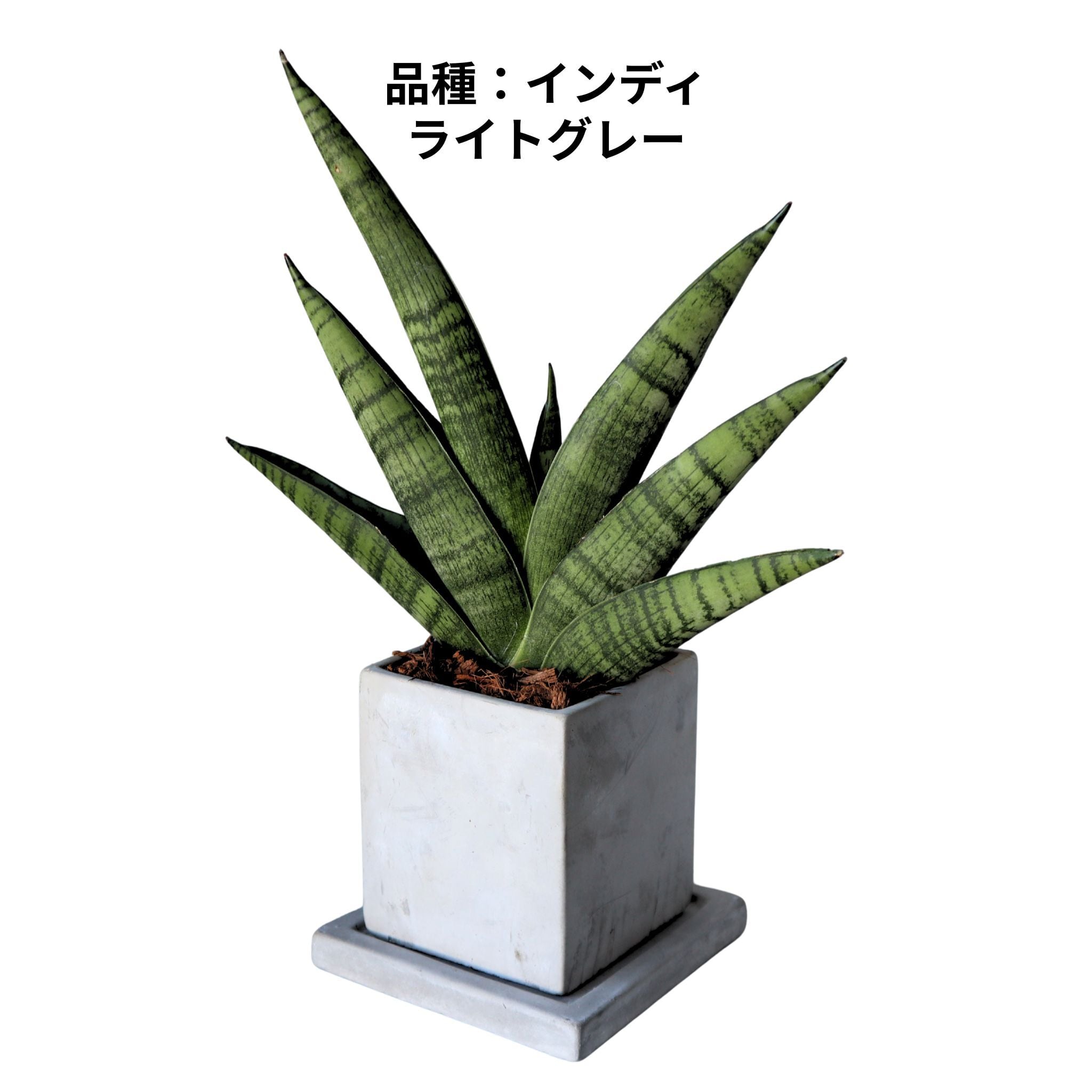 観葉植物】お部屋のミニ空気清浄機 選べる3種 サンセベリア | 新鮮お花