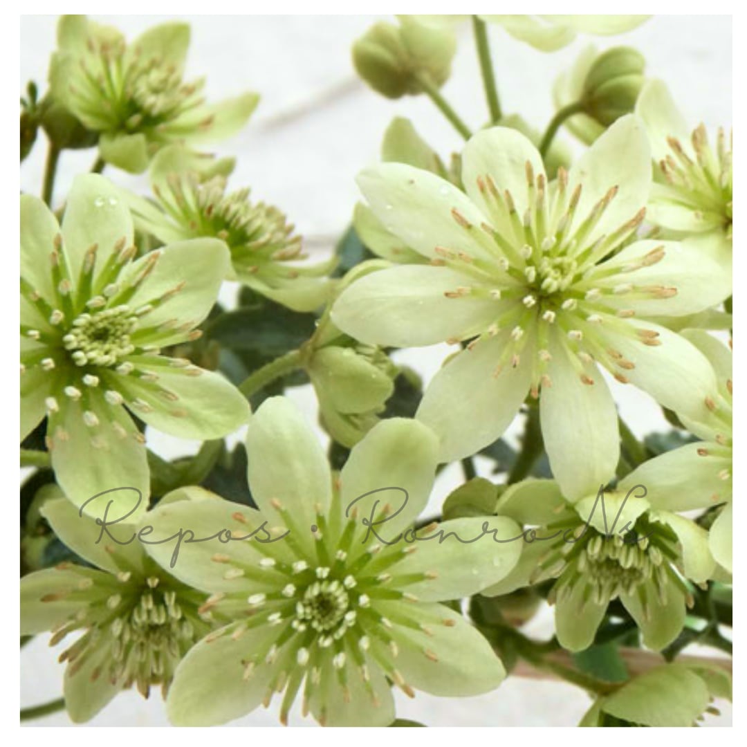 クレマチス:ピクシー(3号)希少 常緑クレマチス 芳香性 クレマチス 希少 春の花 季節の花 花壇