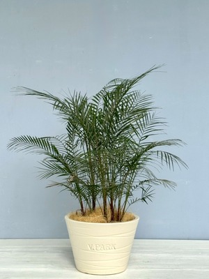 ヒメヤシ　オリジナル信楽焼鉢　観葉植物　１０号　