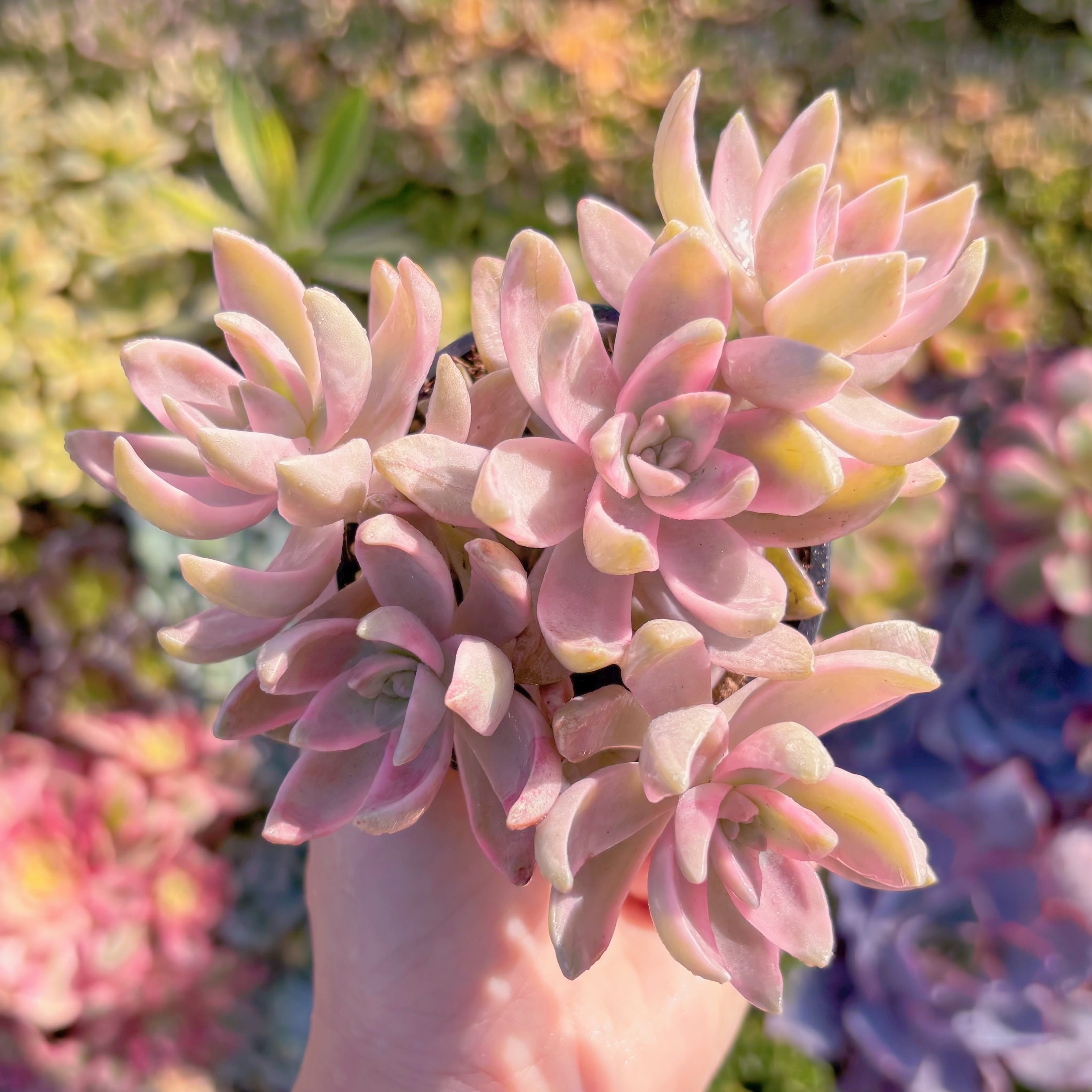 現品　淡羽錦#2210　群生　直径約12cm　在庫僅少　るる農園