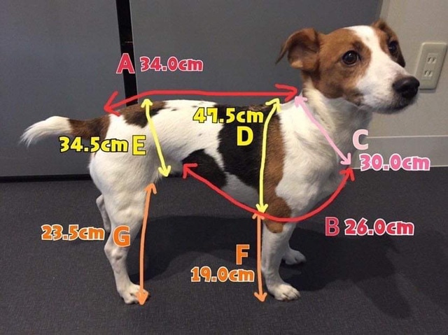 わんこ服サイズ目安
