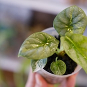 Alocasia Silver Dragon Aurea|シルバードラゴン オーレア③|観葉植物