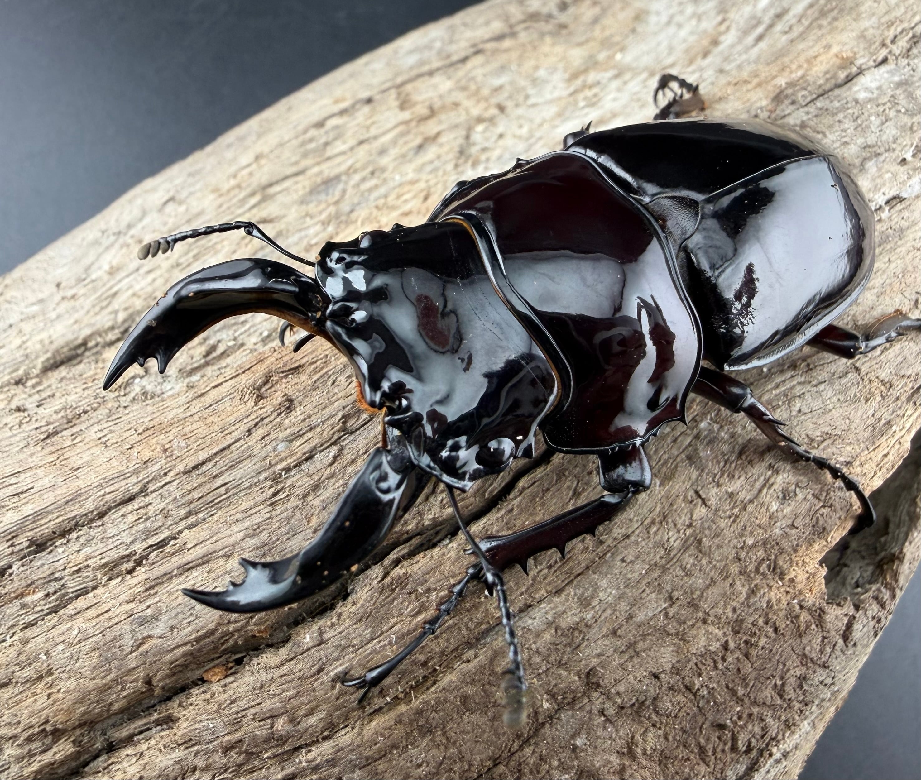 KPWオリジナル】KKWマット 零 10L（クワガタ向け） | KPW公式