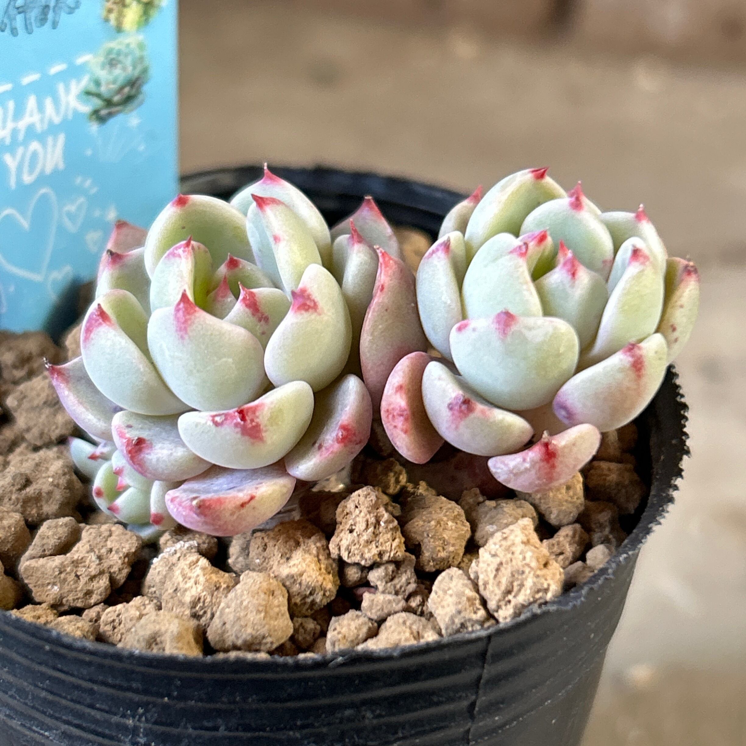 七福美尼(韓国苗) | RuPo 多肉植物専門店