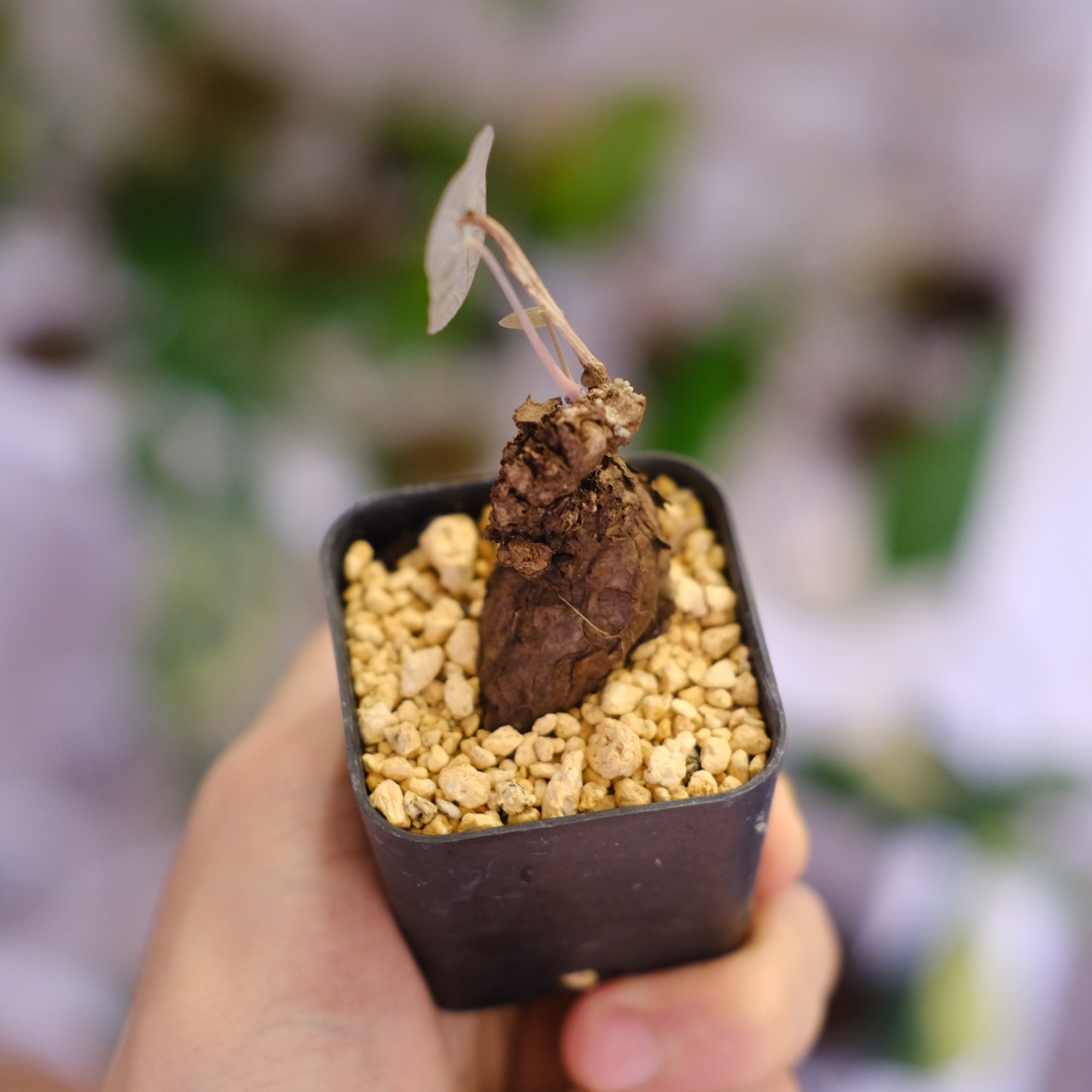 Stephania kaweesakii / ステファニア カウィーサキ㊼/ 観葉植物