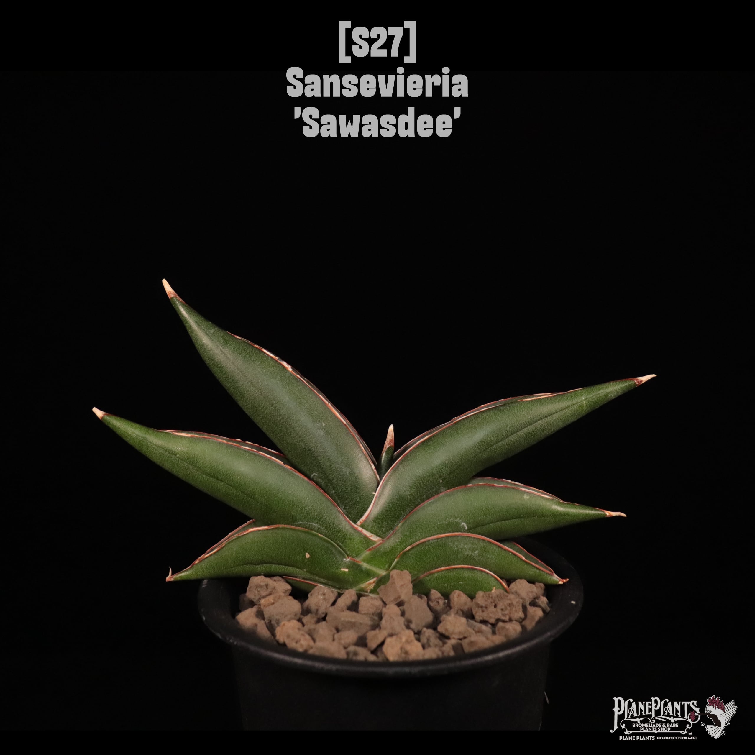【送料無料】Sansevieria 'Sawasdee'〔サンセベリア〕現品発送S27