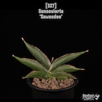 【送料無料】Sansevieria 'Sawasdee'〔サンセベリア〕現品発送S27
