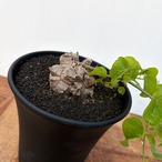 Dioscorea elephantipes【ディオスコレア・亀甲竜】