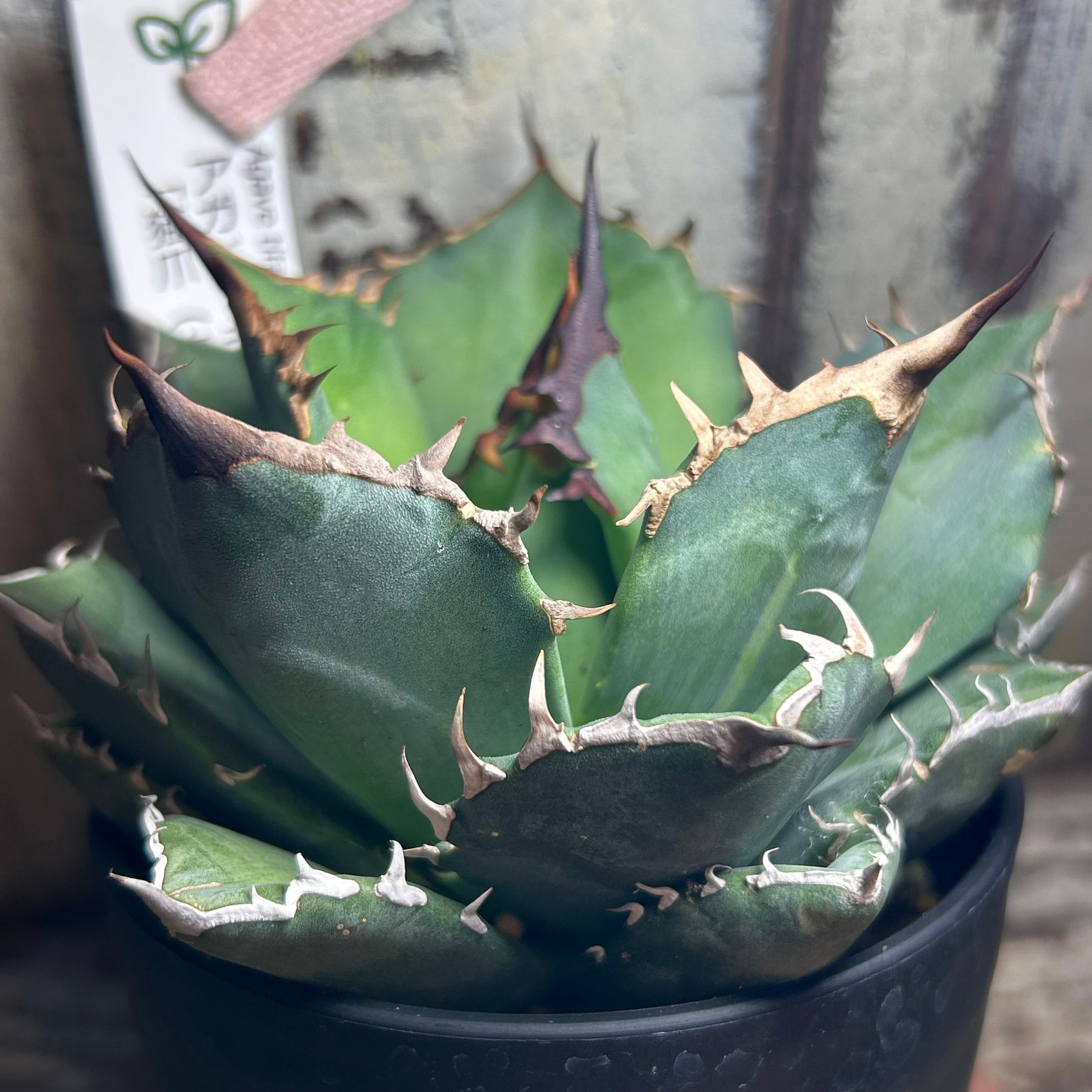 T) アガベ・チタノタ 「猫爪（キャッツ・パウ） | RuPo 多肉植物専門店