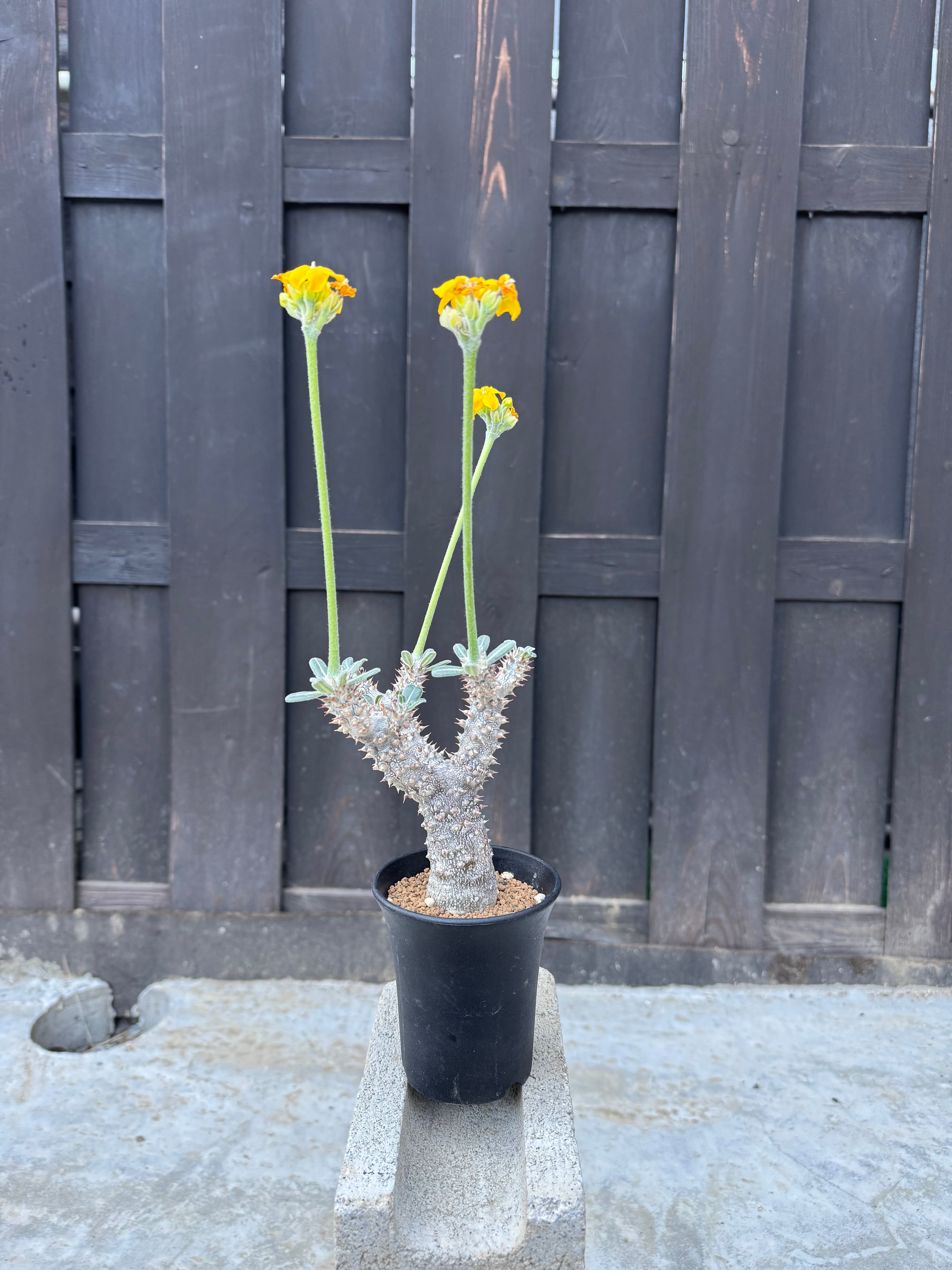 新着・極上逸品】Pachypodium baronii【国内実生