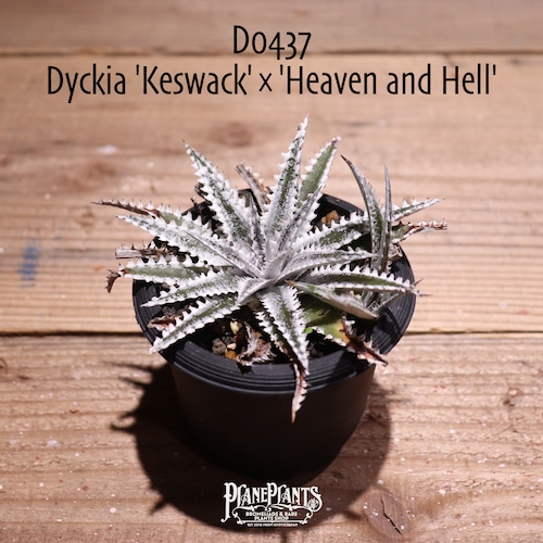 【抜き苗送料無料】'Keswack' × 'Heaven and Hell'〔ディッキア〕現品発送D0437