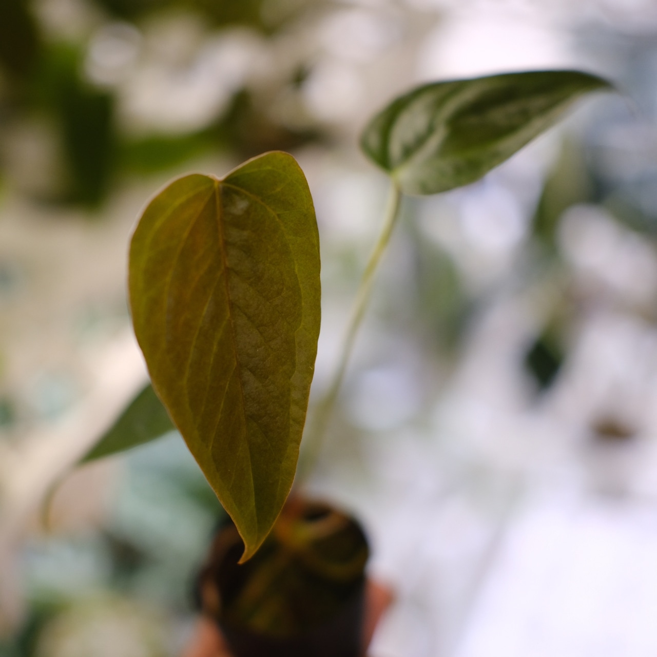 【希少】Anthurium Queen of Heart / アンスリウム クイーン オブ ハート⑮ / 観葉植物<育て方・花言葉>