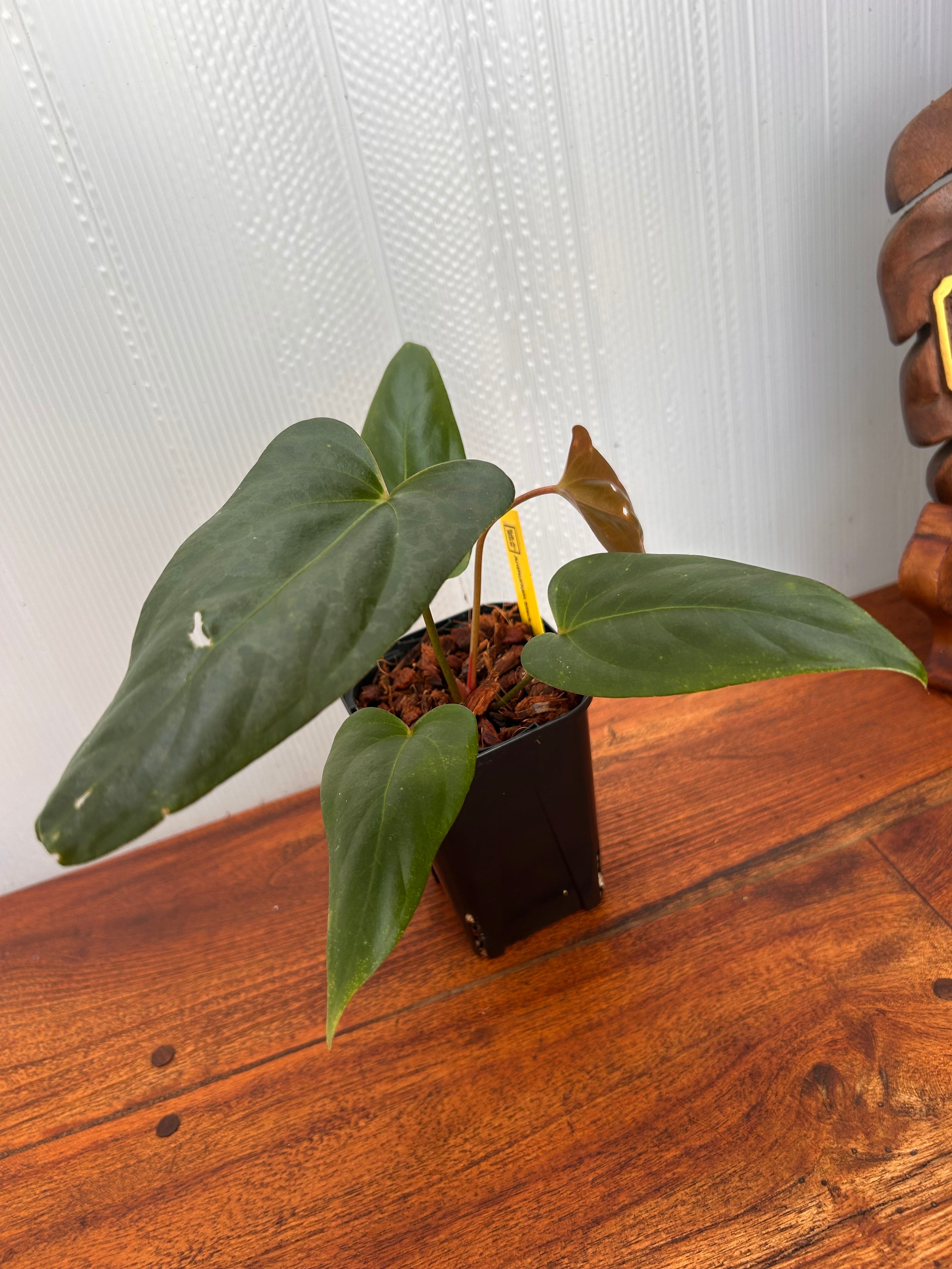 Anthurium | BALI-AN 園芸