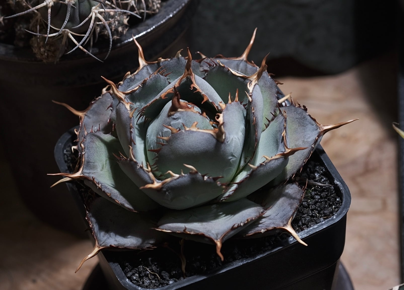 Agave titanota Wabi 狂戦士 ф15cm | wabi