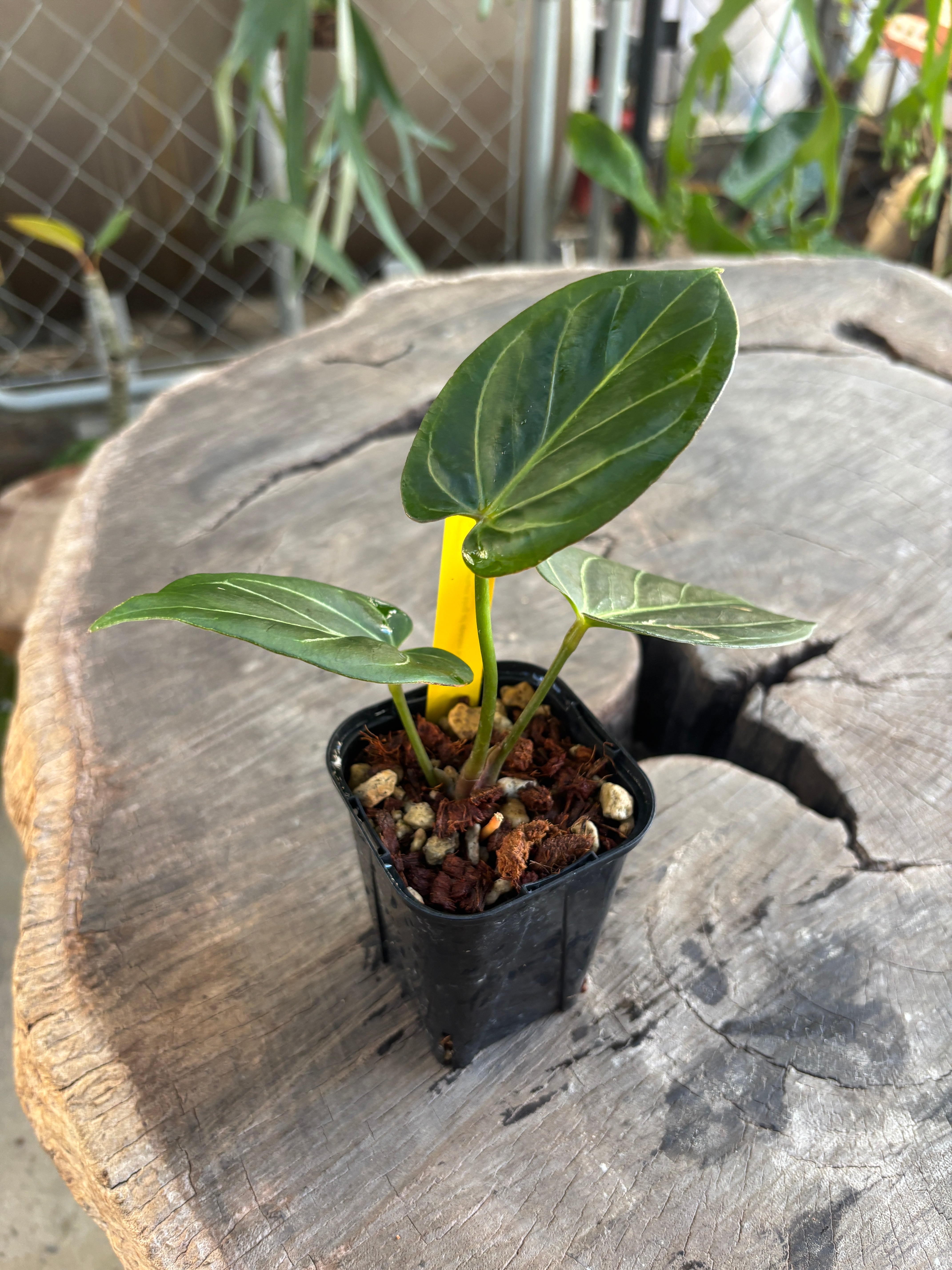 Anthurium | BA PLants