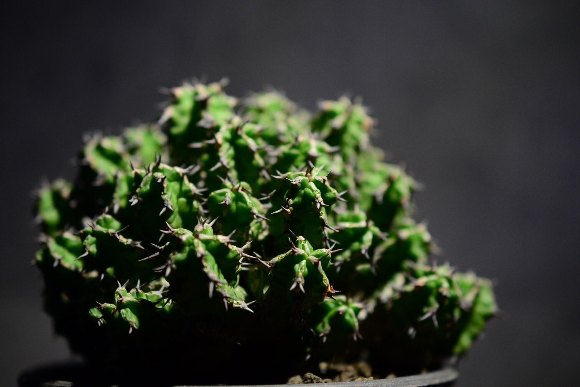 ユーフォルビア ミトリフォルミス | N collect plants powered by BASE