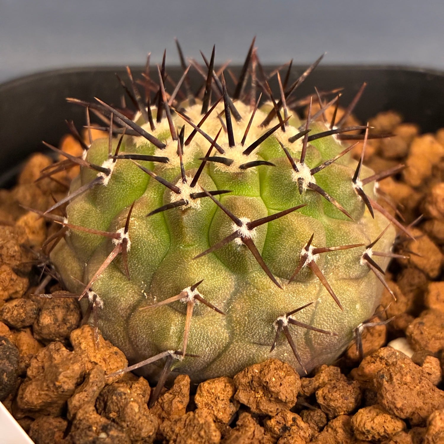 Copiapoa】サボテン コピアポア コルムナアルバ 孤竜丸 実生【1069