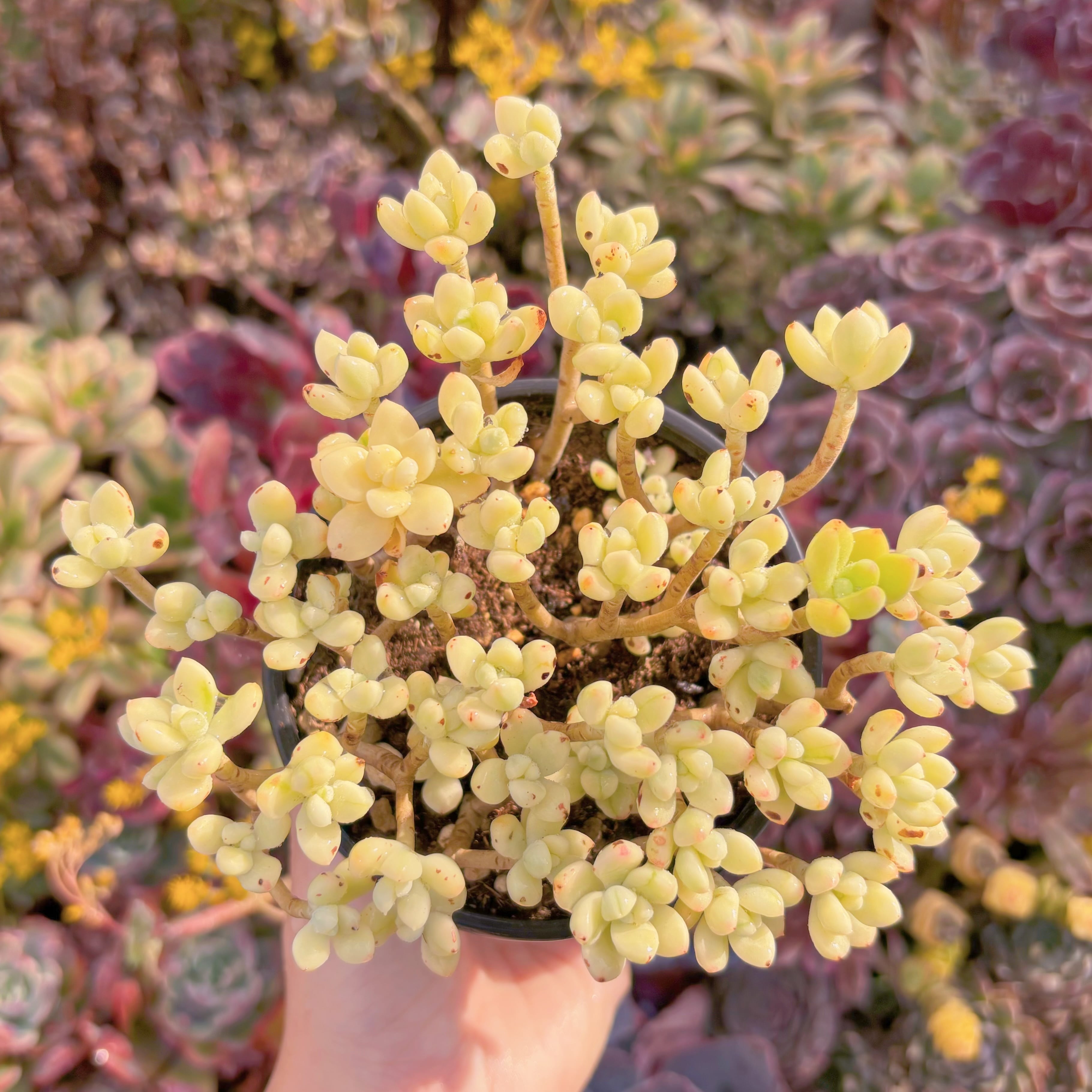 現品　マイキーシュガー錦#M259　るる農園