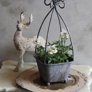 ネメシア　ピンクレモネード　花期が長い　宿根草　冬から春まで咲く　寄せ植えにオススメ　四季咲き