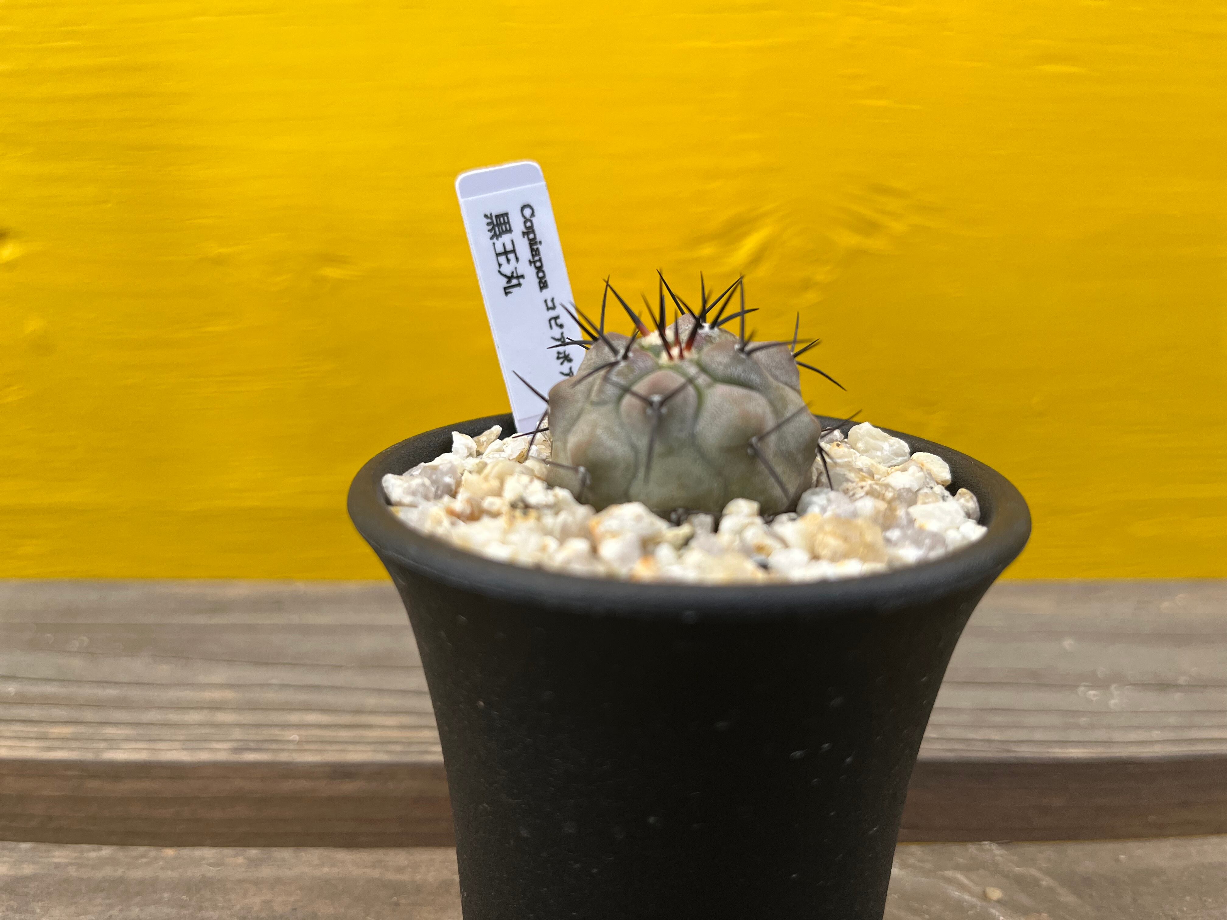 羅漢丸‼️ コピアポア 黒王丸よりおすすめです