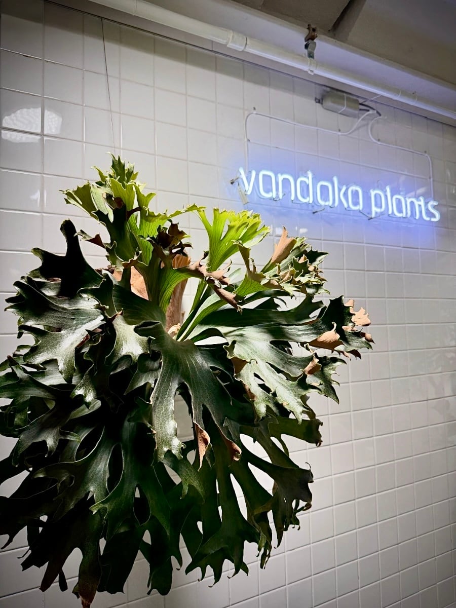 Platycerium_ビカクシダ | vandaka plants