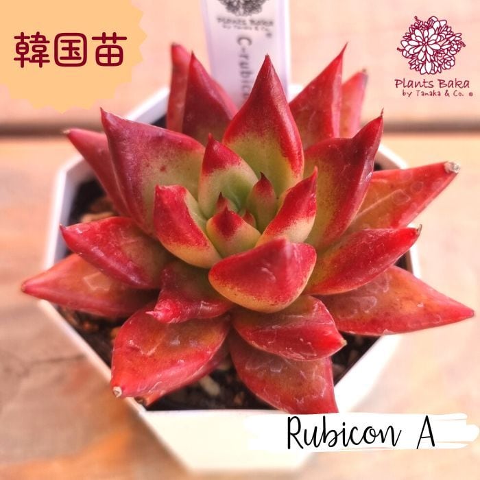 【多肉植物・韓国苗】Rubicon A | Plants Baka powered by BASE