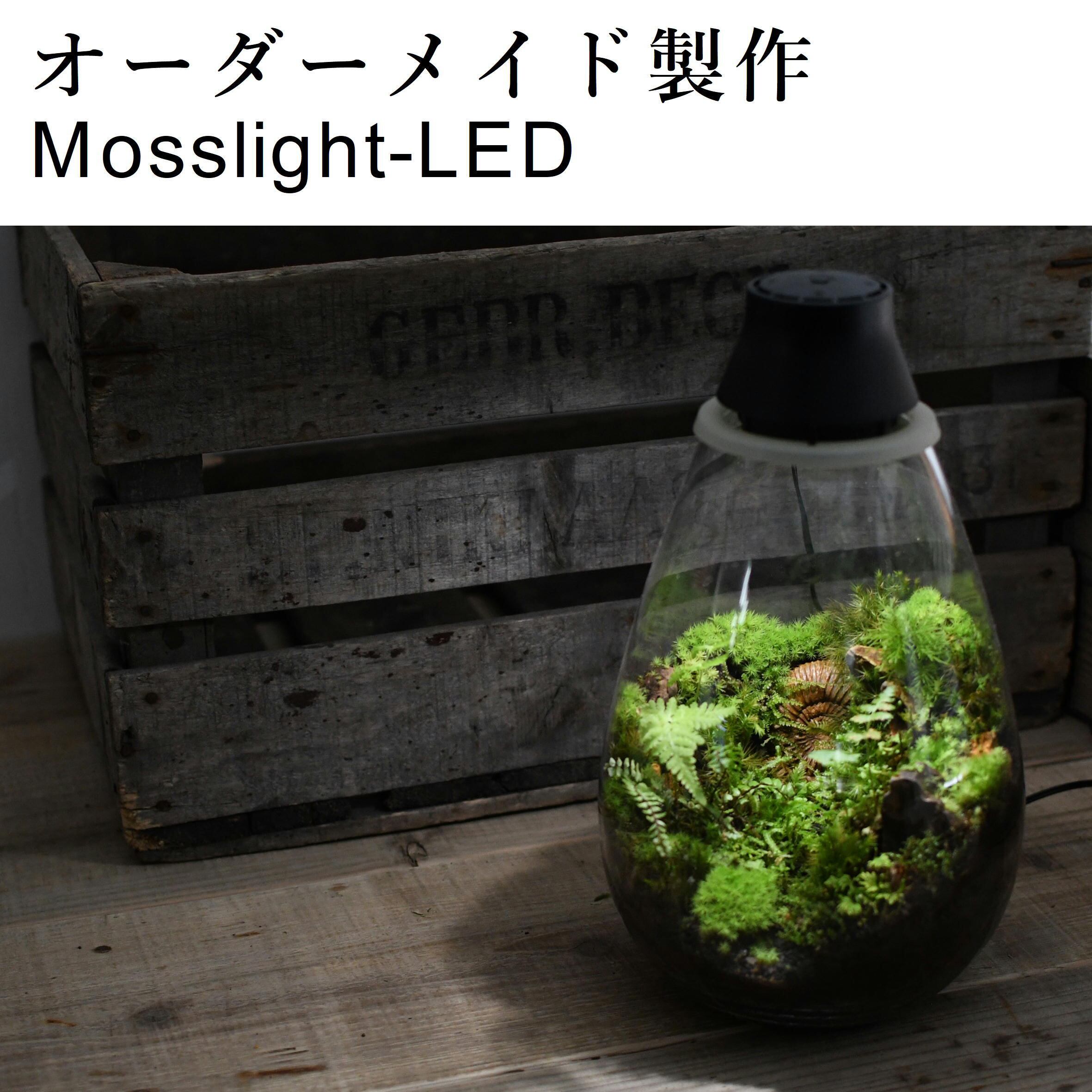 【オーダー製作苔テラリウム】Mosslightモスライト