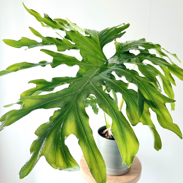 フィロデンドロン セローム【Premium Plants】シルバーポット calm cafe
