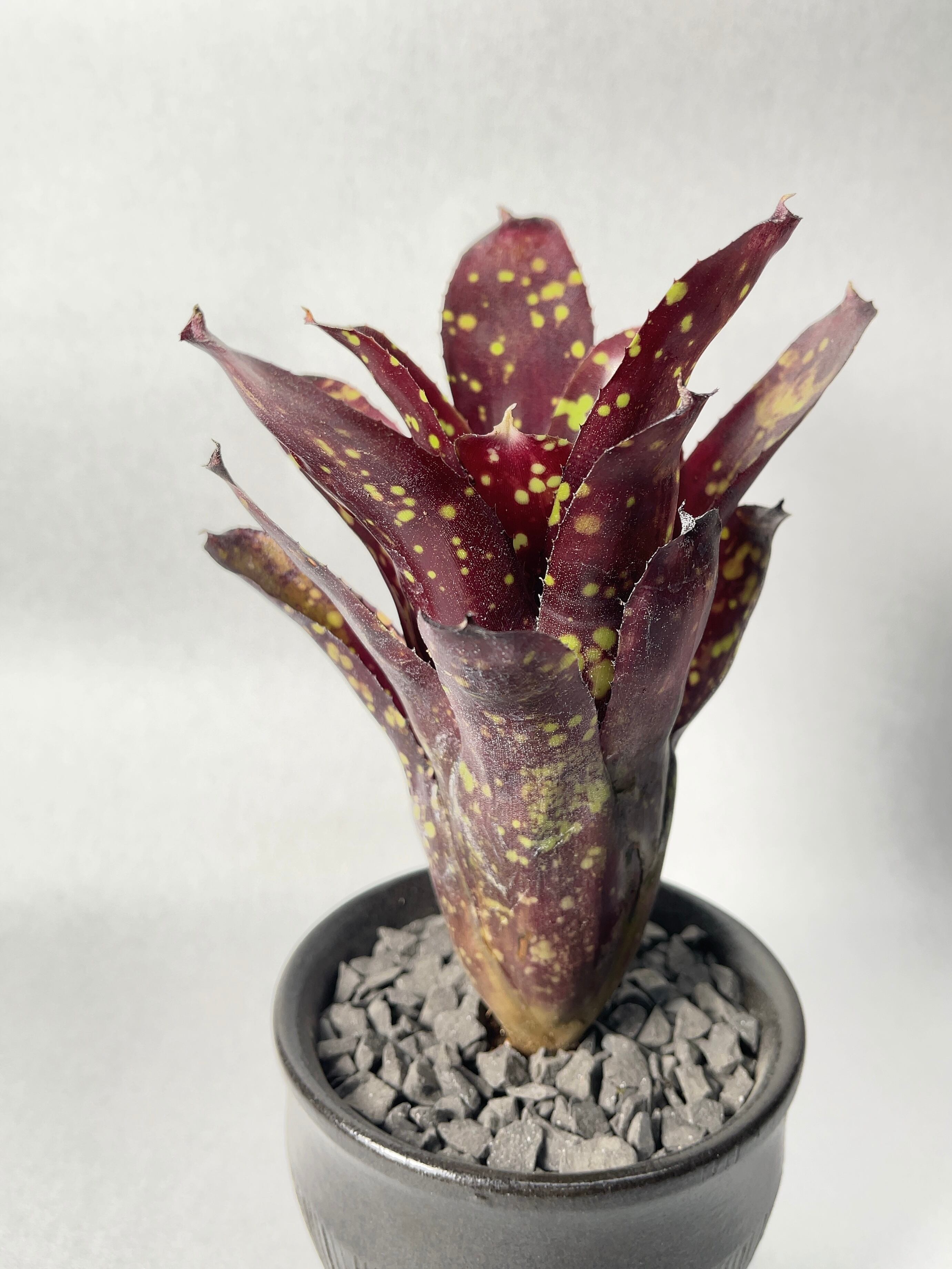 ネオレゲリア・ドミノ | trigger