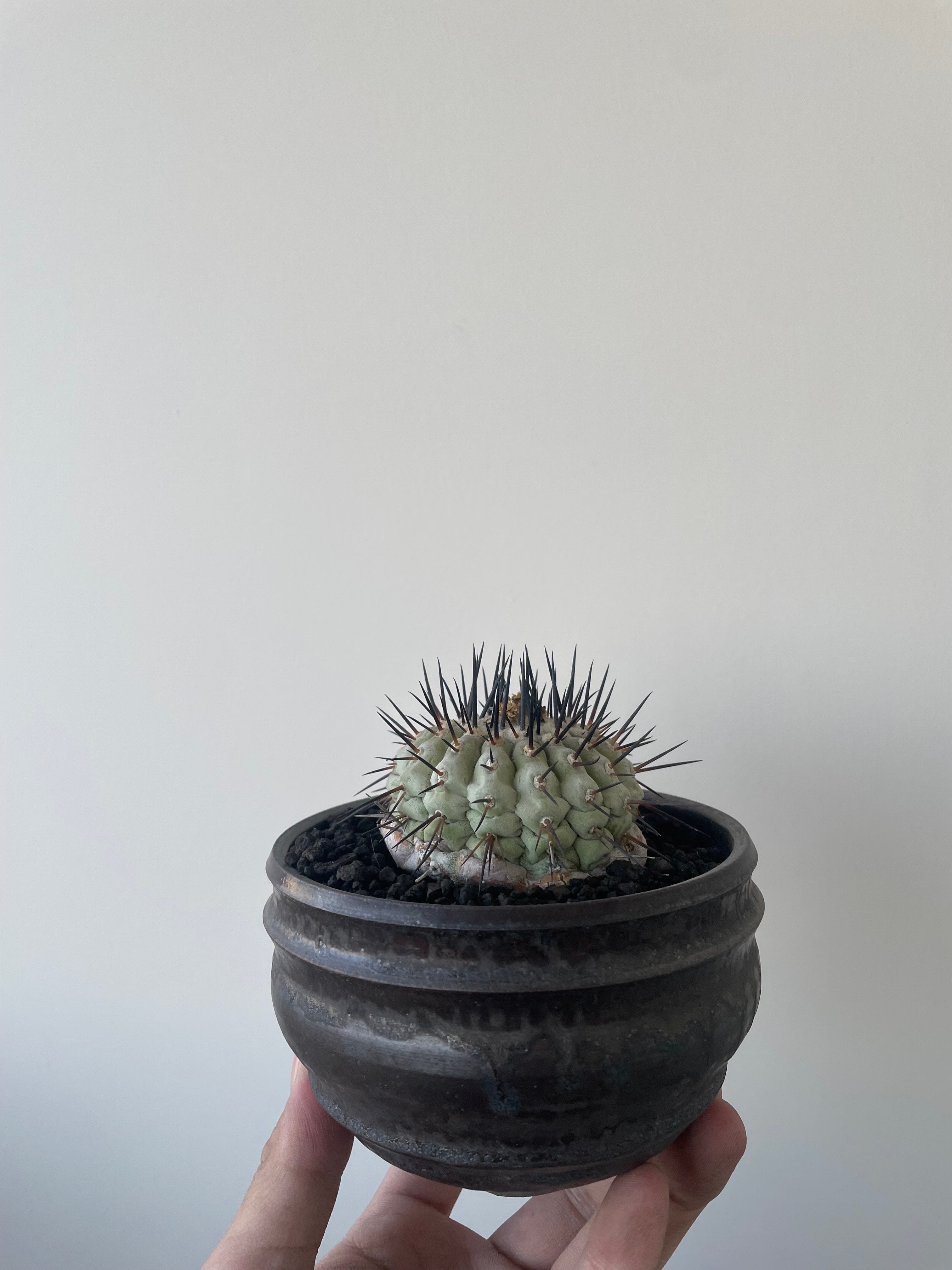 Copiapoa cinerea 古株 × deracine factory 【国内作り込み黒王丸