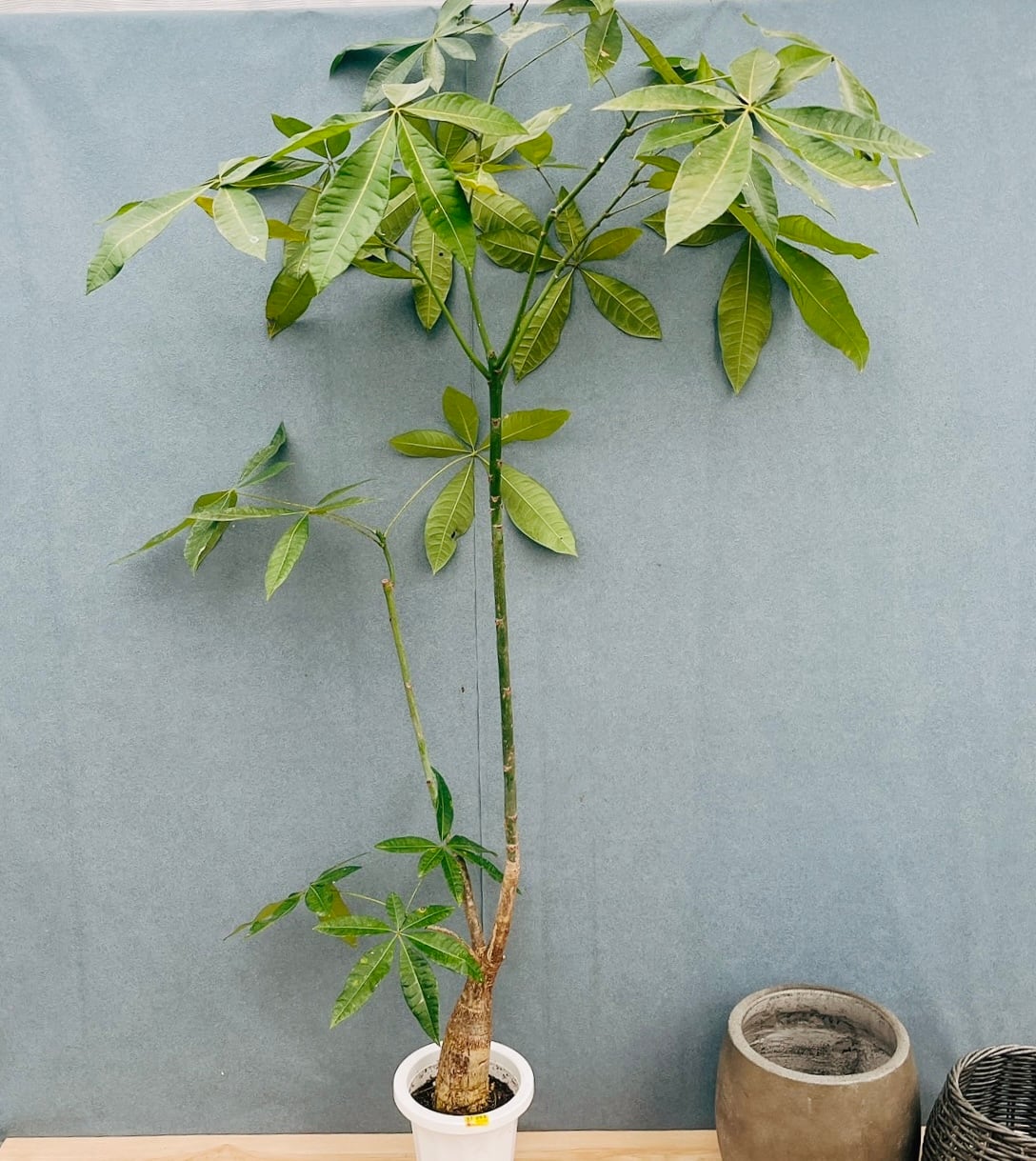 現品］7番 ドラセナ コンシンネ トリカラー 観葉植物 室内 8号