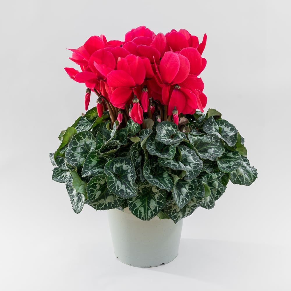 珍しい品種シクラメン【赤い彗星】 6号鉢