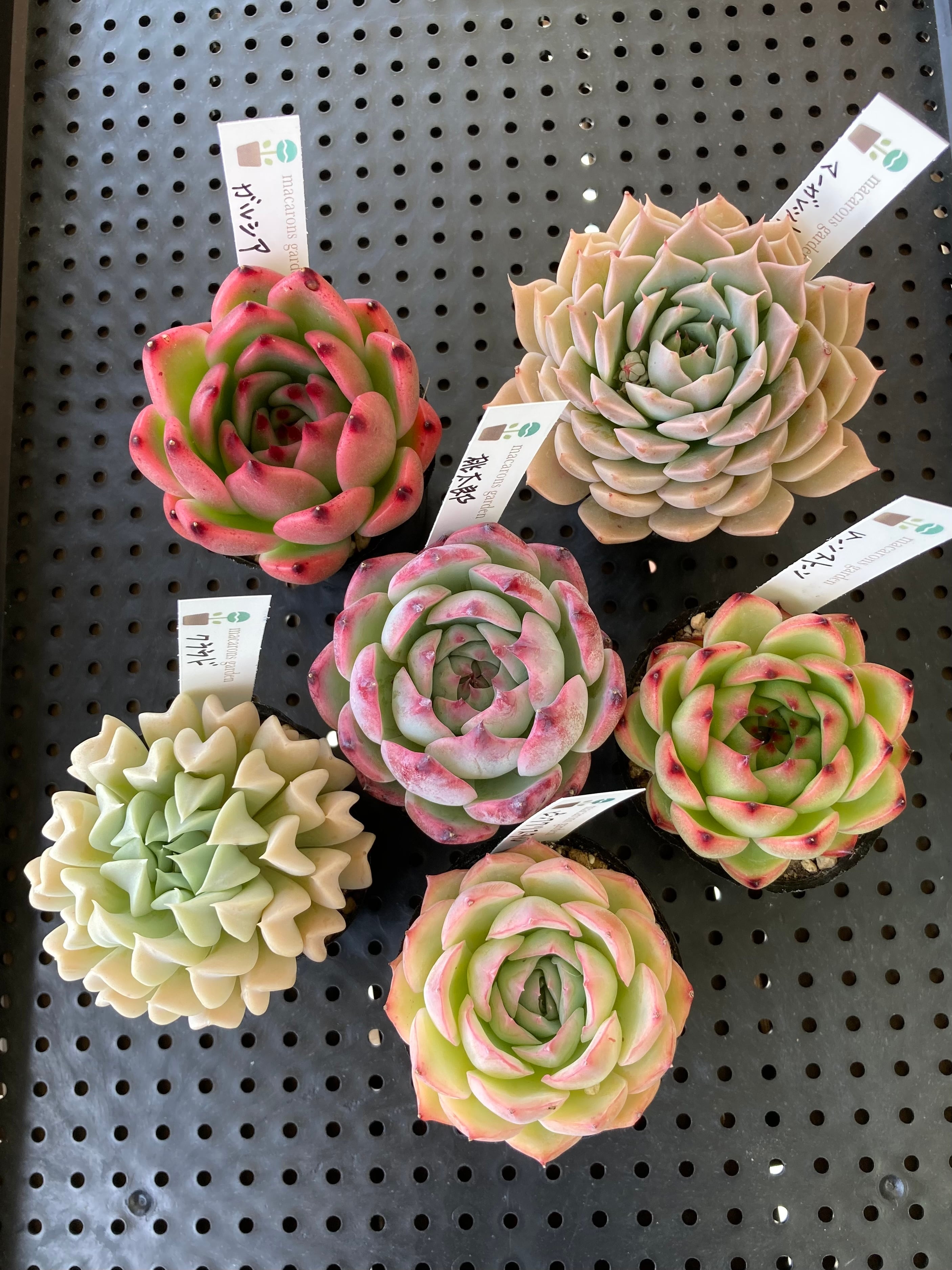 現物 多肉植物 ロンリースター 特大 抜き苗 | PAY ID
