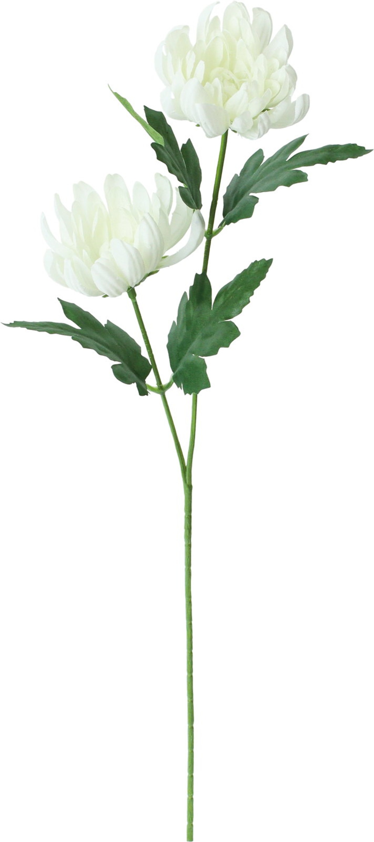 マム*2　FFK-0013 CR　4961823143830