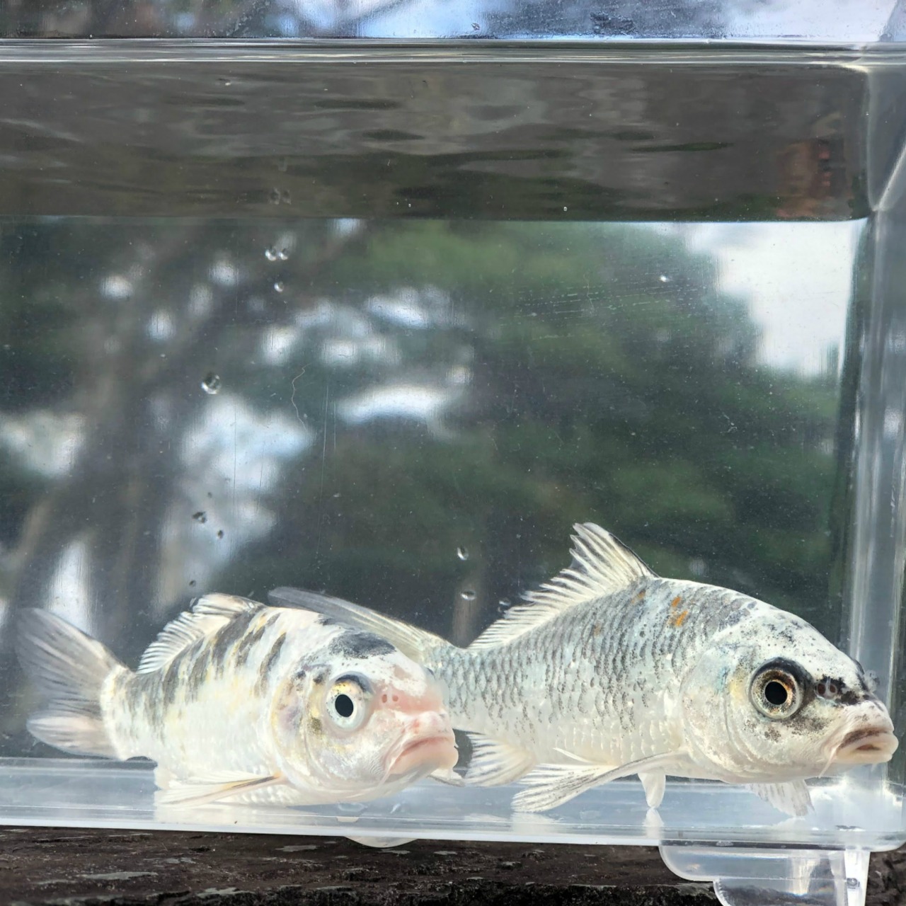 （錦鯉）銀白写り　（1匹）【生体】