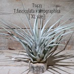 【送料無料】fasciculata × xerographica XL〔エアプランツ〕現品発送T1423