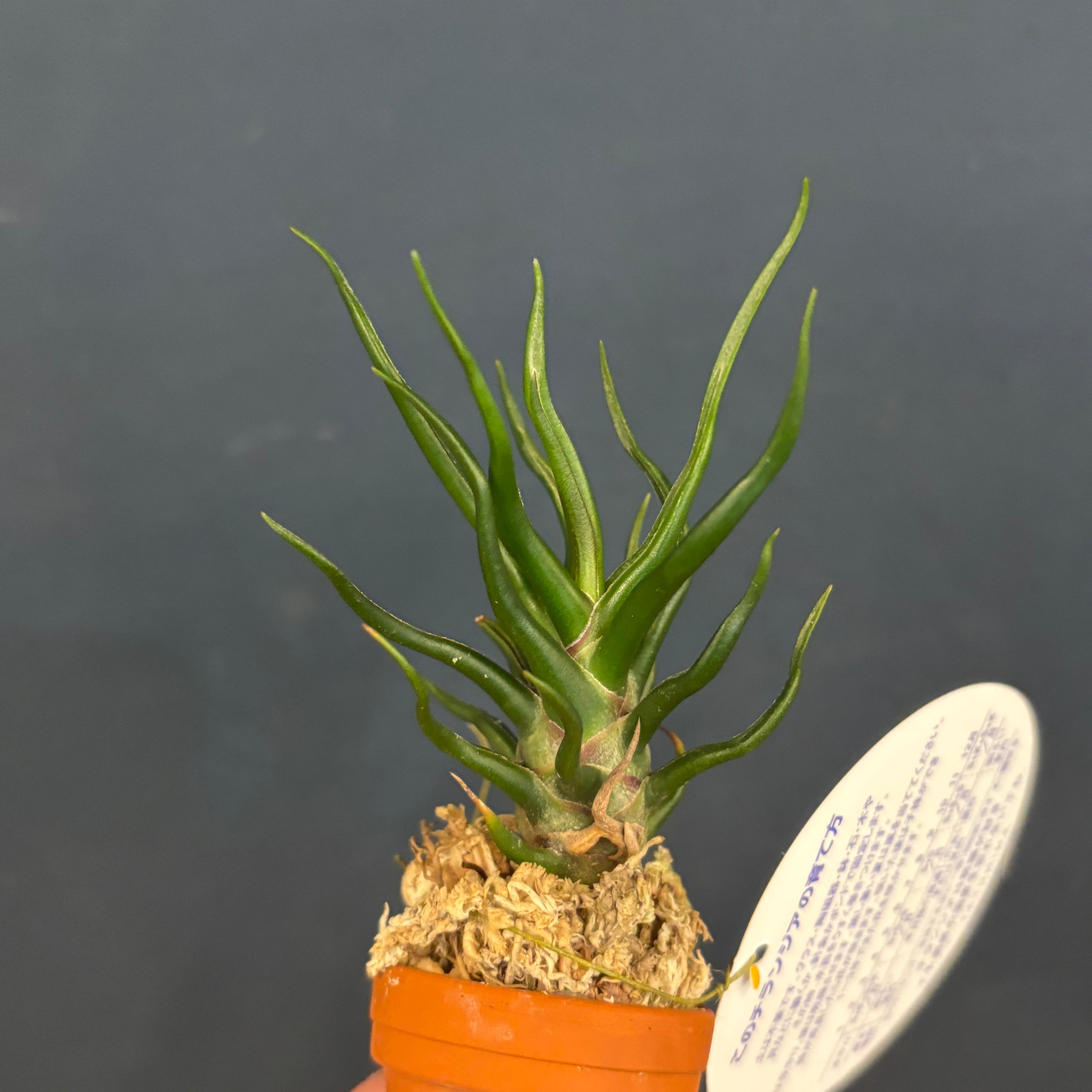 チランジア ブルボーサ タイニーダンサー【21】 | PROTOLEAF