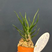 チランジア ブルボーサ タイニーダンサー【21】