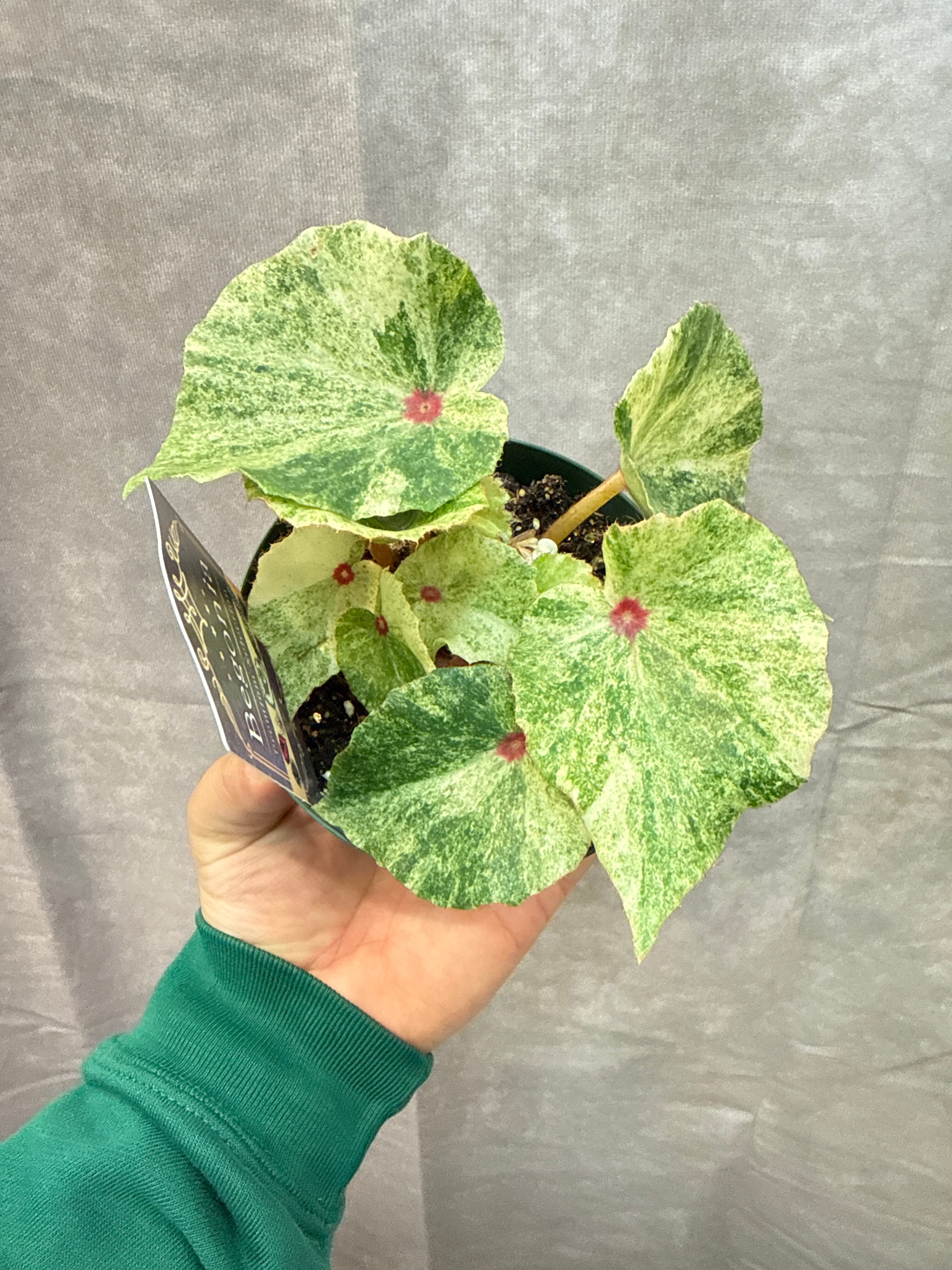 希少 ベゴニア ルージュ バリエガータ 斑入り Rouge Variegated 【公式