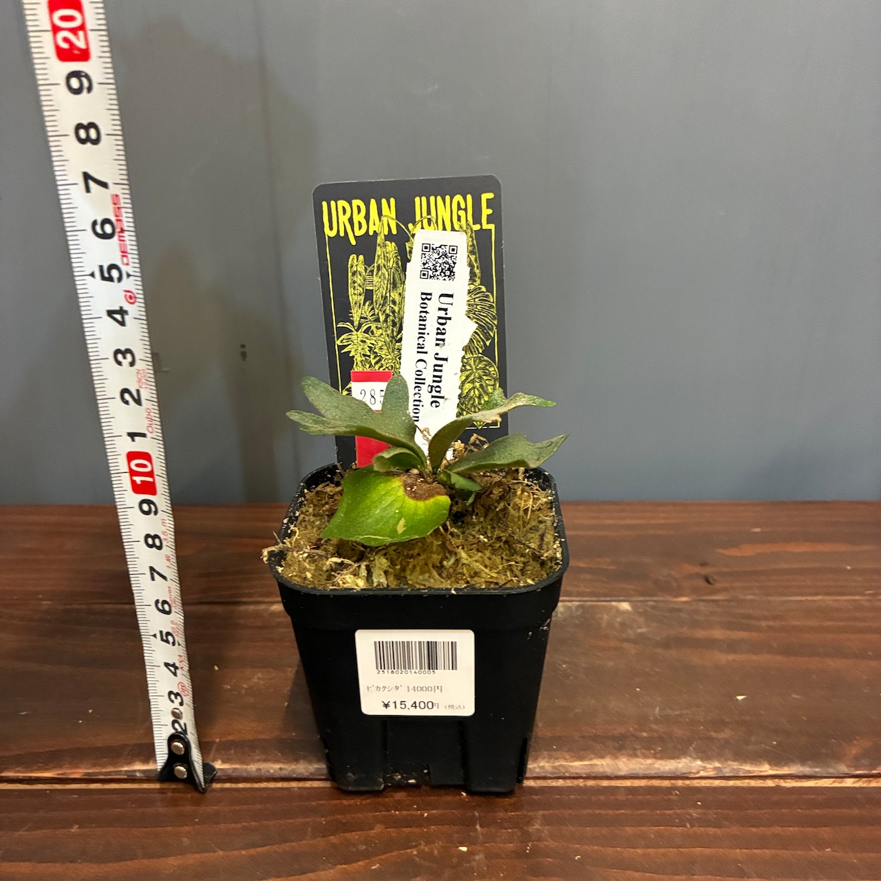 【抽選販売】【限定価格】【UJ】ビカクシダ イエロームーンドワーフ 'Antler Crown'(限定4)