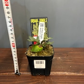 【抽選販売】【限定価格】【UJ】ビカクシダ イエロームーンドワーフ 'Antler Crown'(限定4)