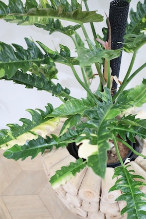 【L】フィロデンドロン リングオブファイア/Philodendron