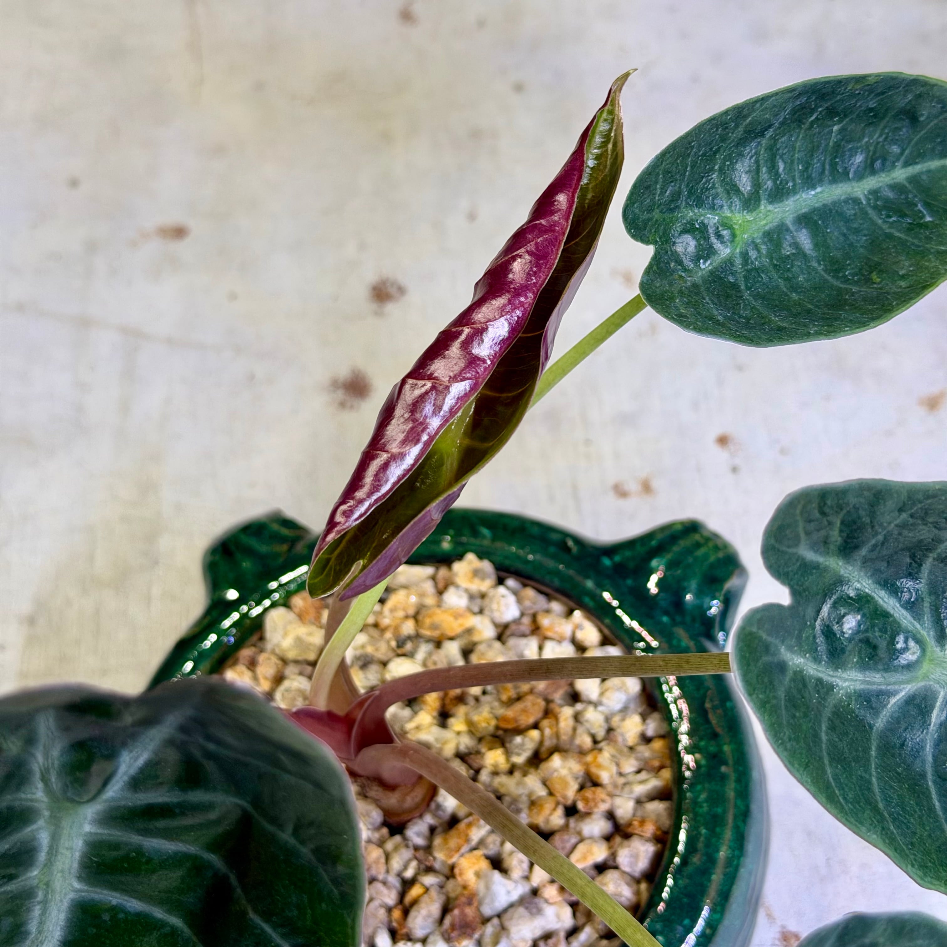 アロカシア・スーヒルマニアナ | barrelplants_BONSAI