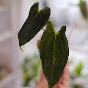 【選抜】Papillilaminum(Fort Sherman) × Anthurium King of spades(KOS) / アンスリウム・キングオブスペード×パピリラミナム / 観葉植物