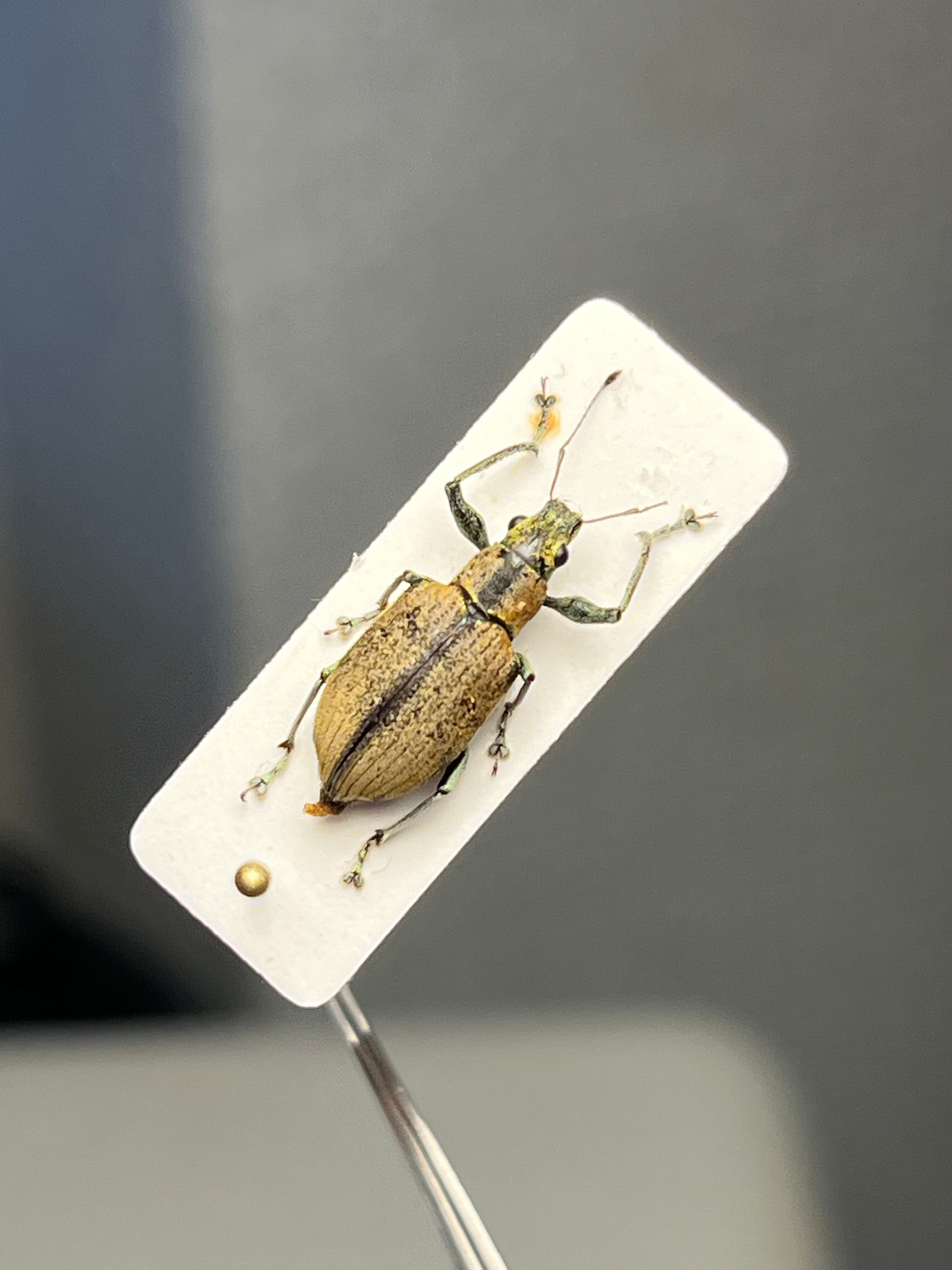 12mm】普通種と思しきクチブトゾウムシの一種 標本ゴミムシダマシ